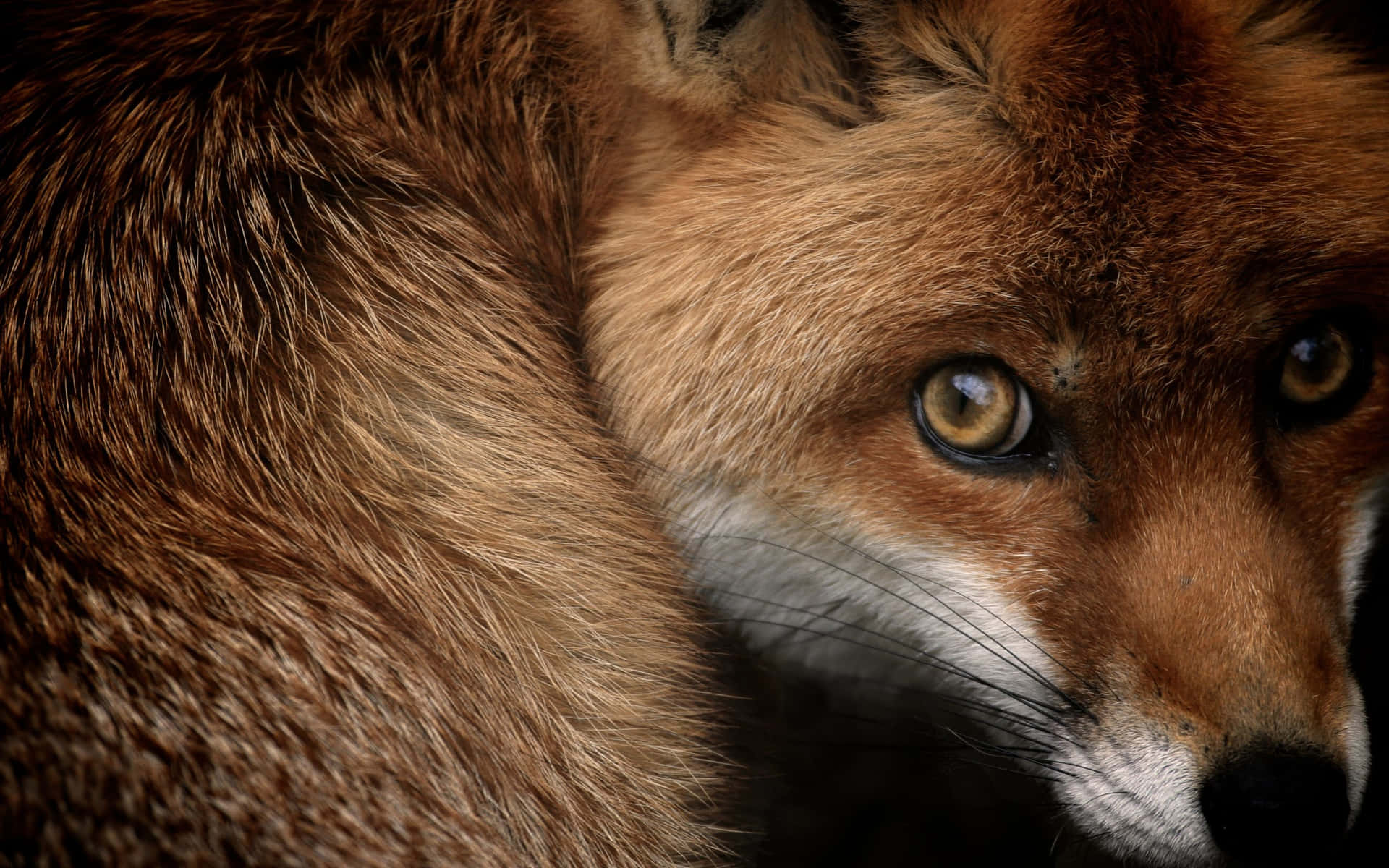 Einverspielter Fuchs In Der Natur