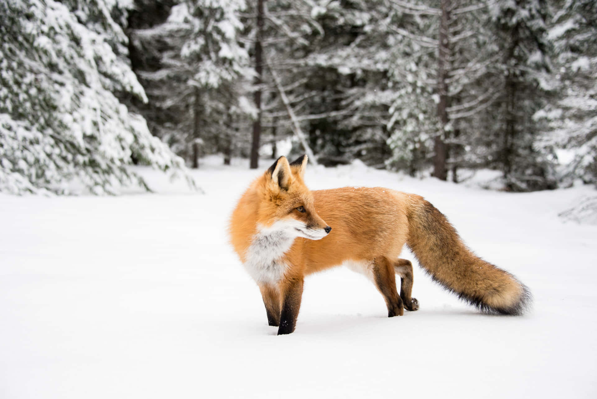 A fox stares into the wilderness