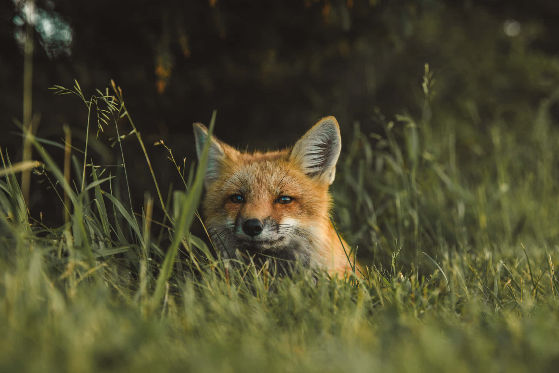 A Fox Staring Out Into The Wild