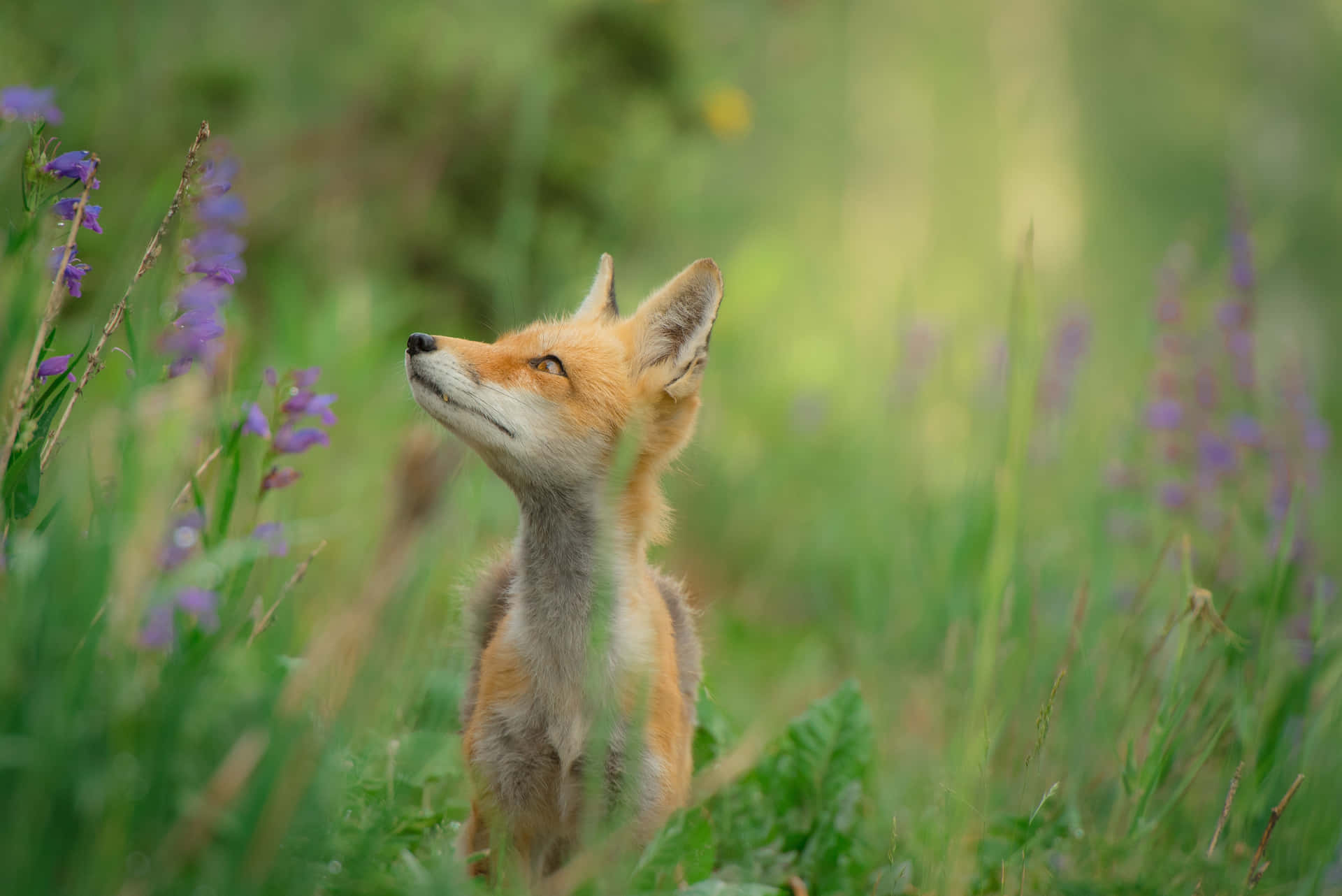 A beautiful Red Fox in its natural habitat