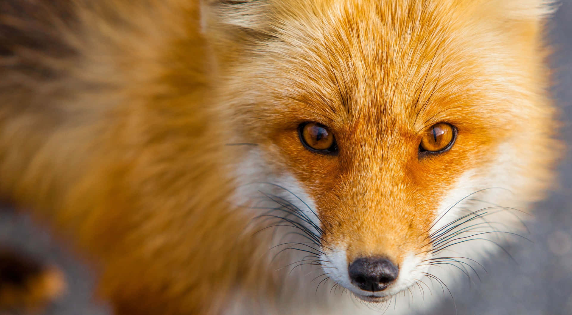 a close up of a fox looking at the camera