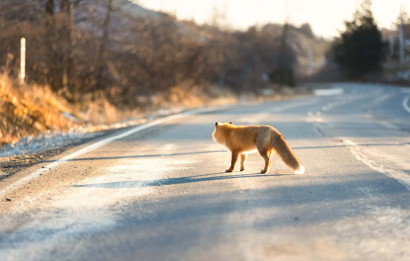 Fox Cute Animal Crossing Highway Wallpaper
