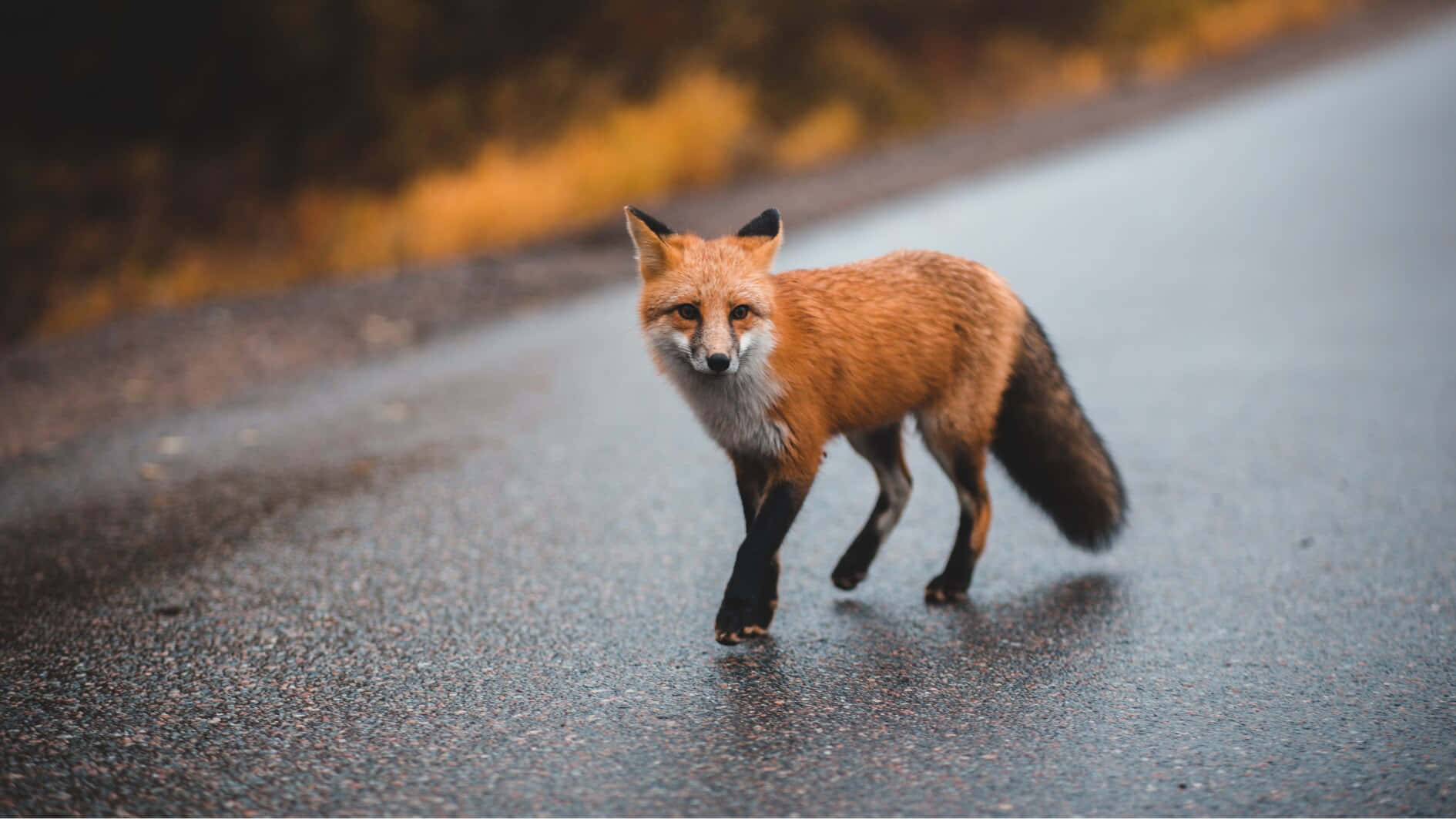Fox Sød Dyr Krydse Vejen Tapet Wallpaper