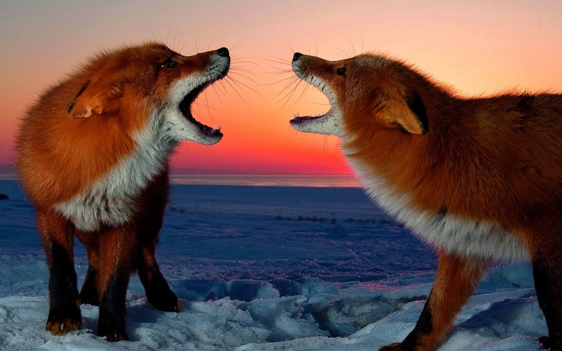 Fox Face-off at Sunset Wallpaper