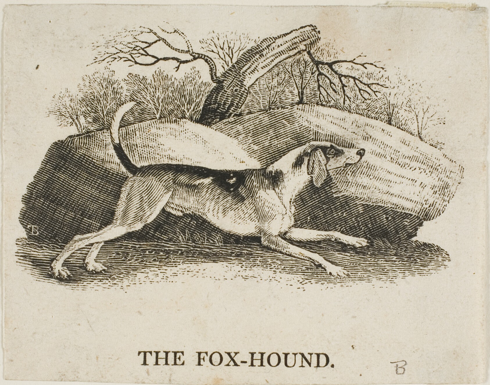 Fox Hound Wallpaper