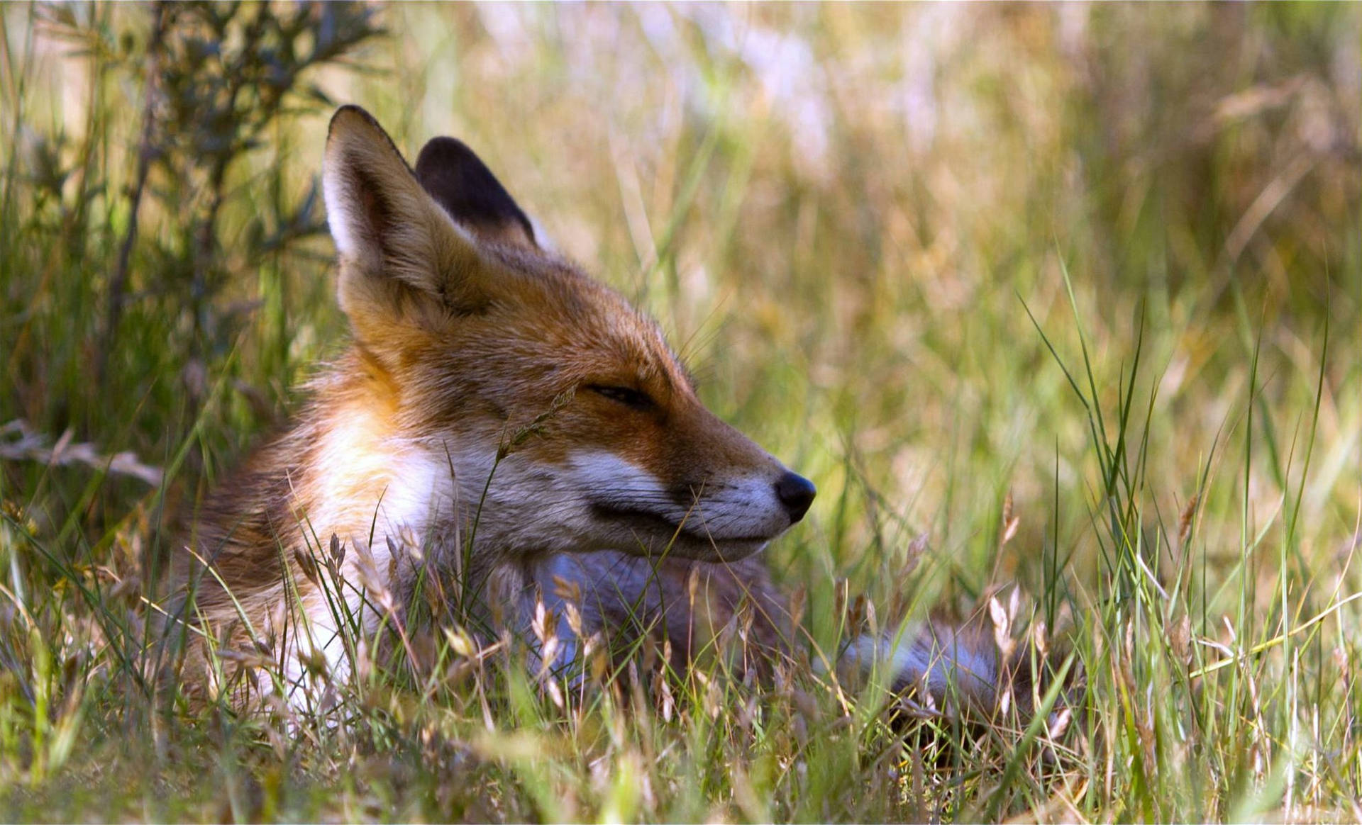 A sly fox naps in the grass Wallpaper