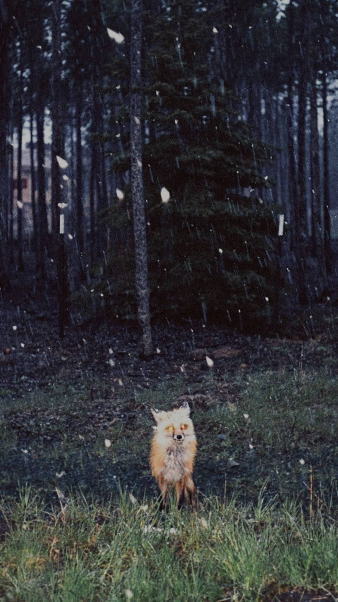 Fox On Forest New Phone Wallpaper