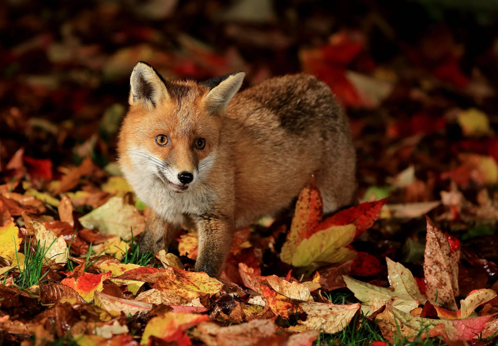 Fox Over Fall Season Leaves Wallpaper