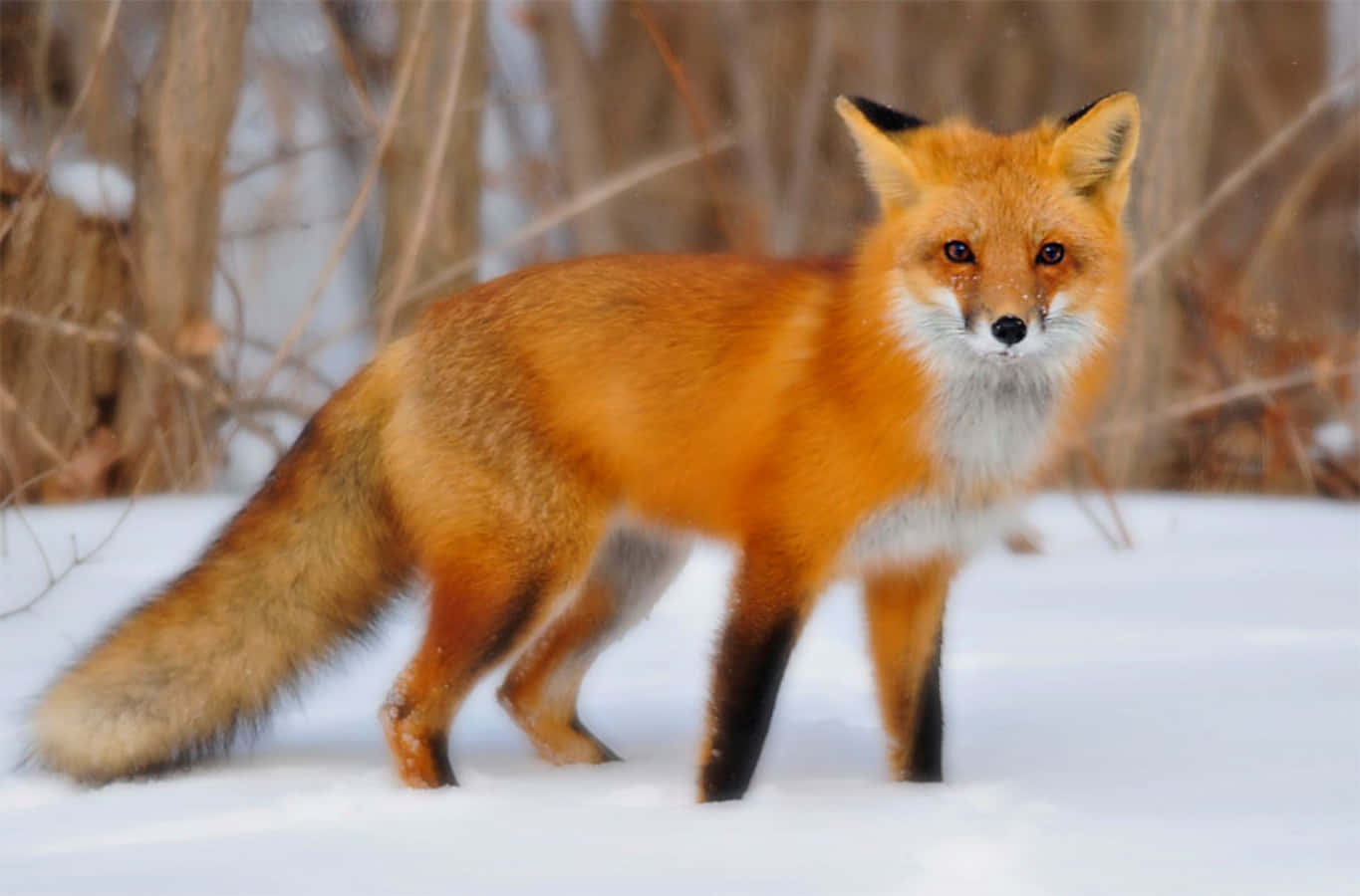 A beautiful, red fox walking through the woods