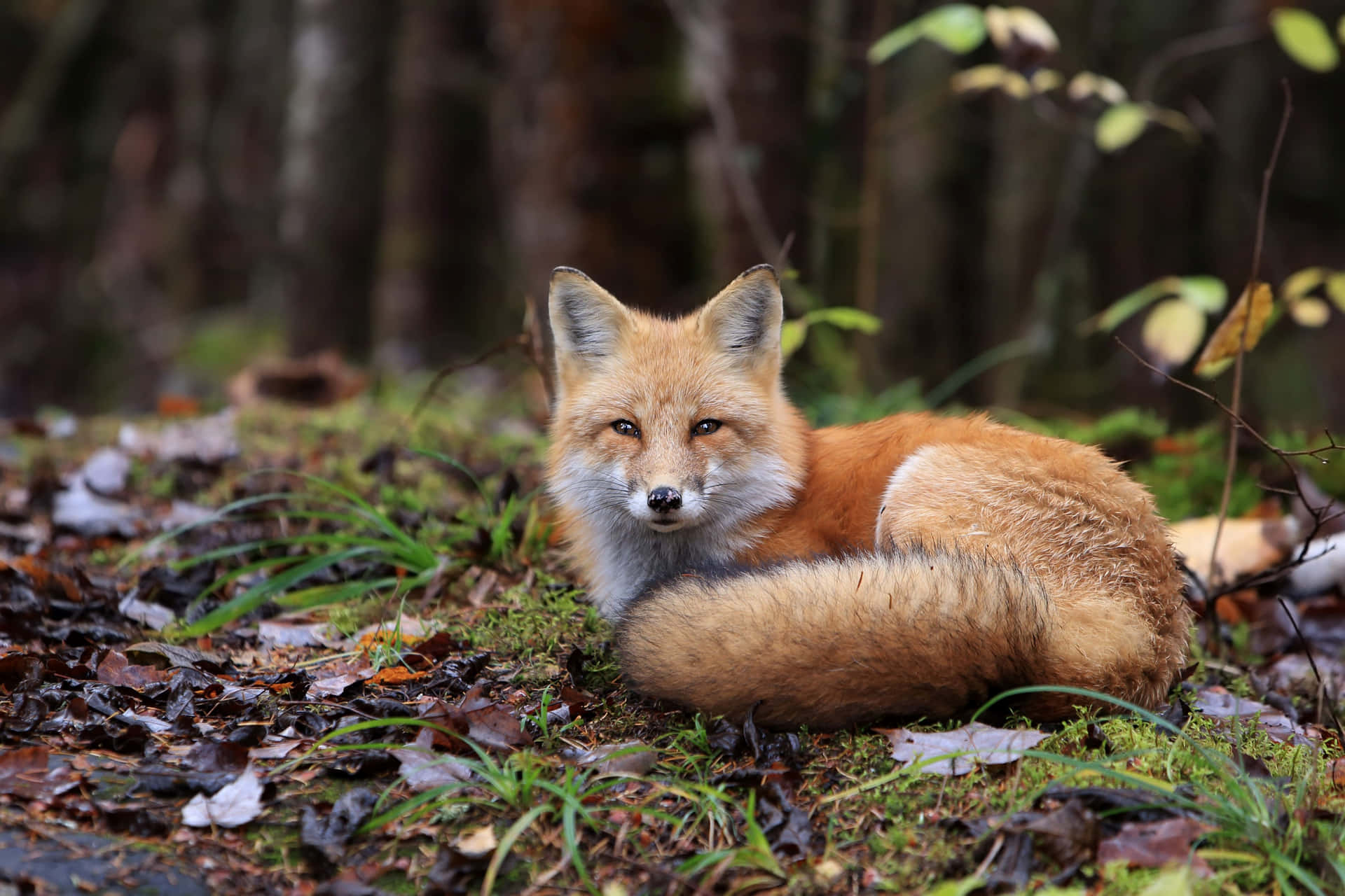 A Red Fox out in the wild