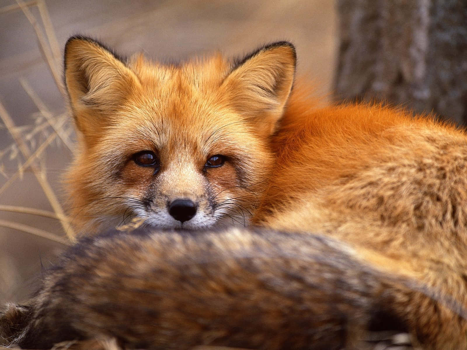 Einfaszinierender Blick Auf Einen Fuchs In Seinem Natürlichen Lebensraum