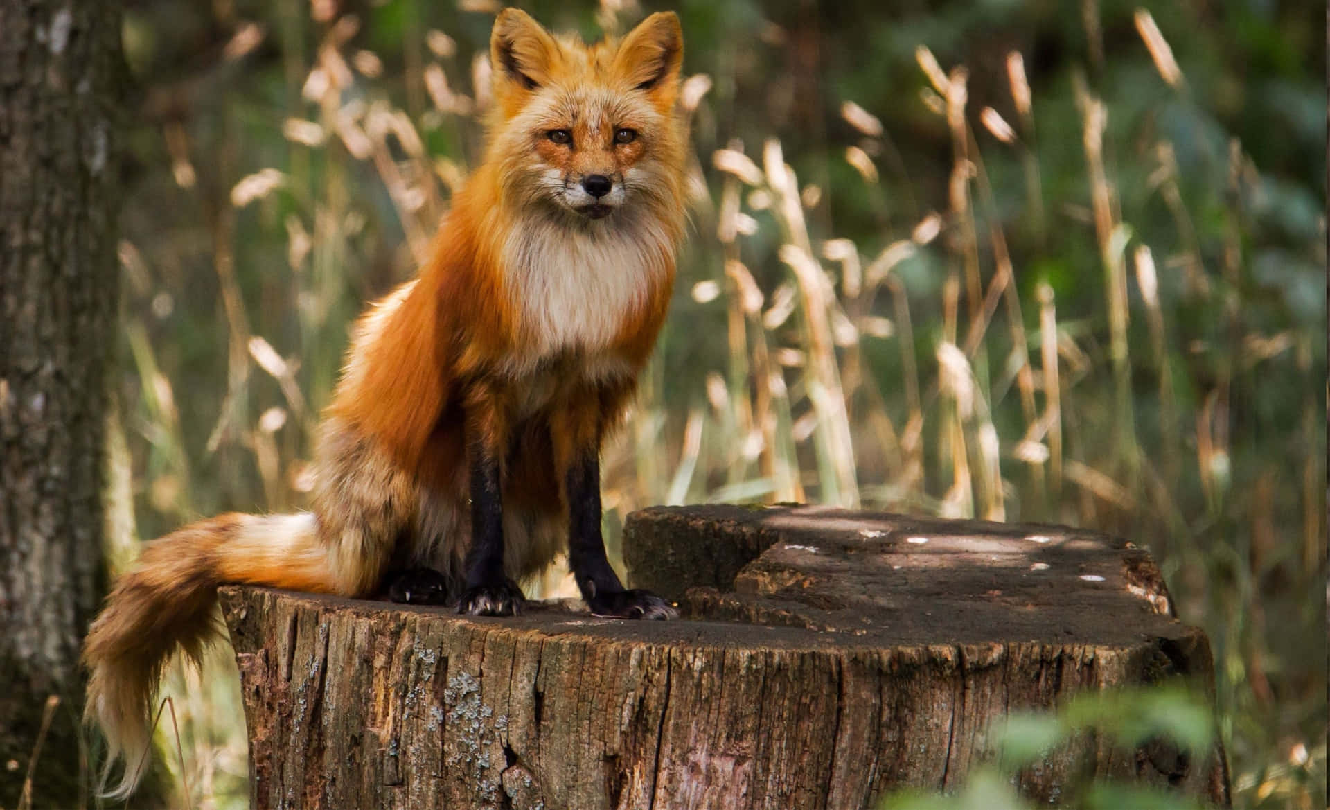A fox in a beautiful natural environment
