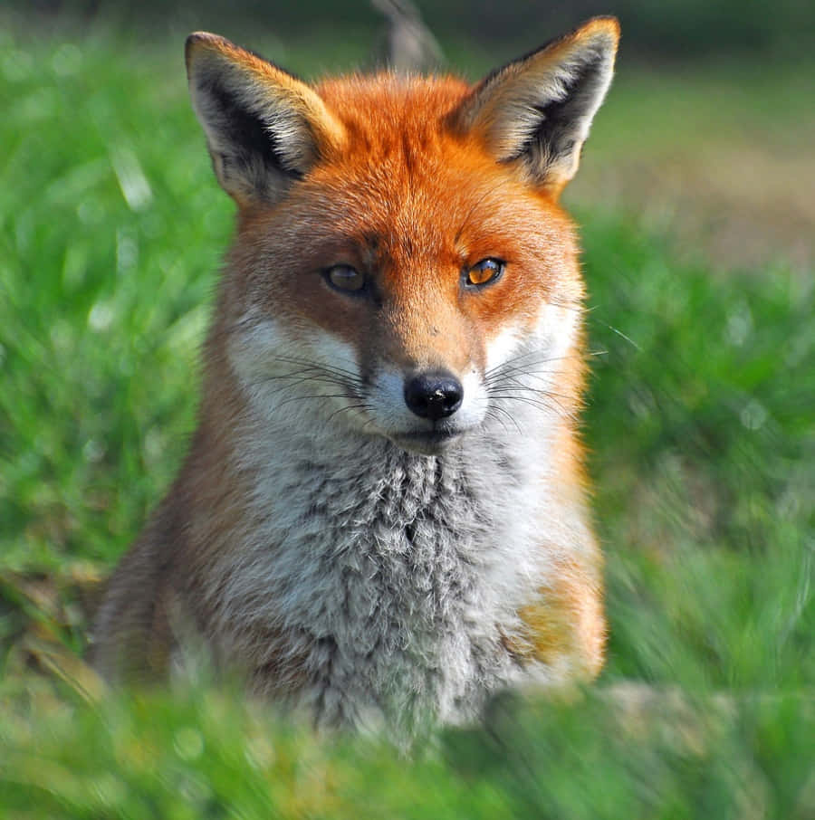 Explore the beauty of nature with a Fox