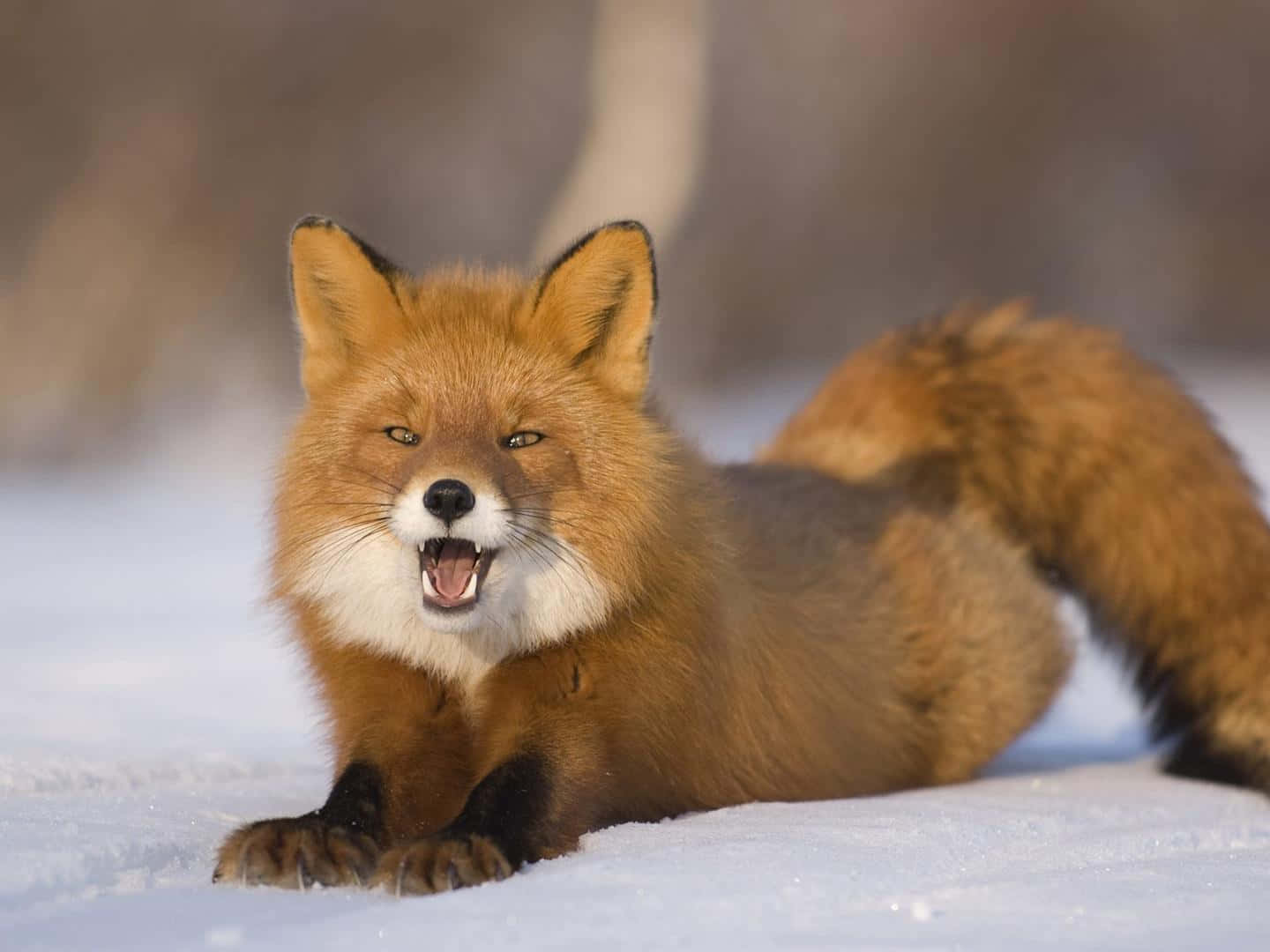 This beautiful red fox soaks up the warmth of the sun.