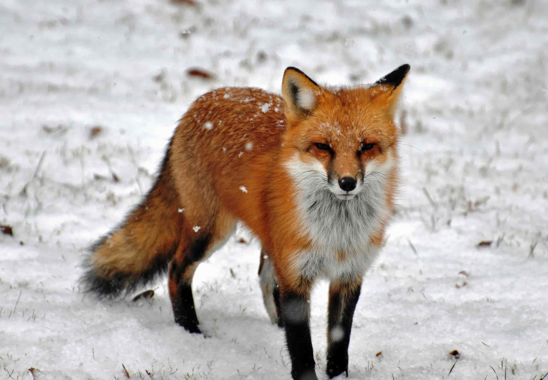 A beautiful red fox in its natural habitat.