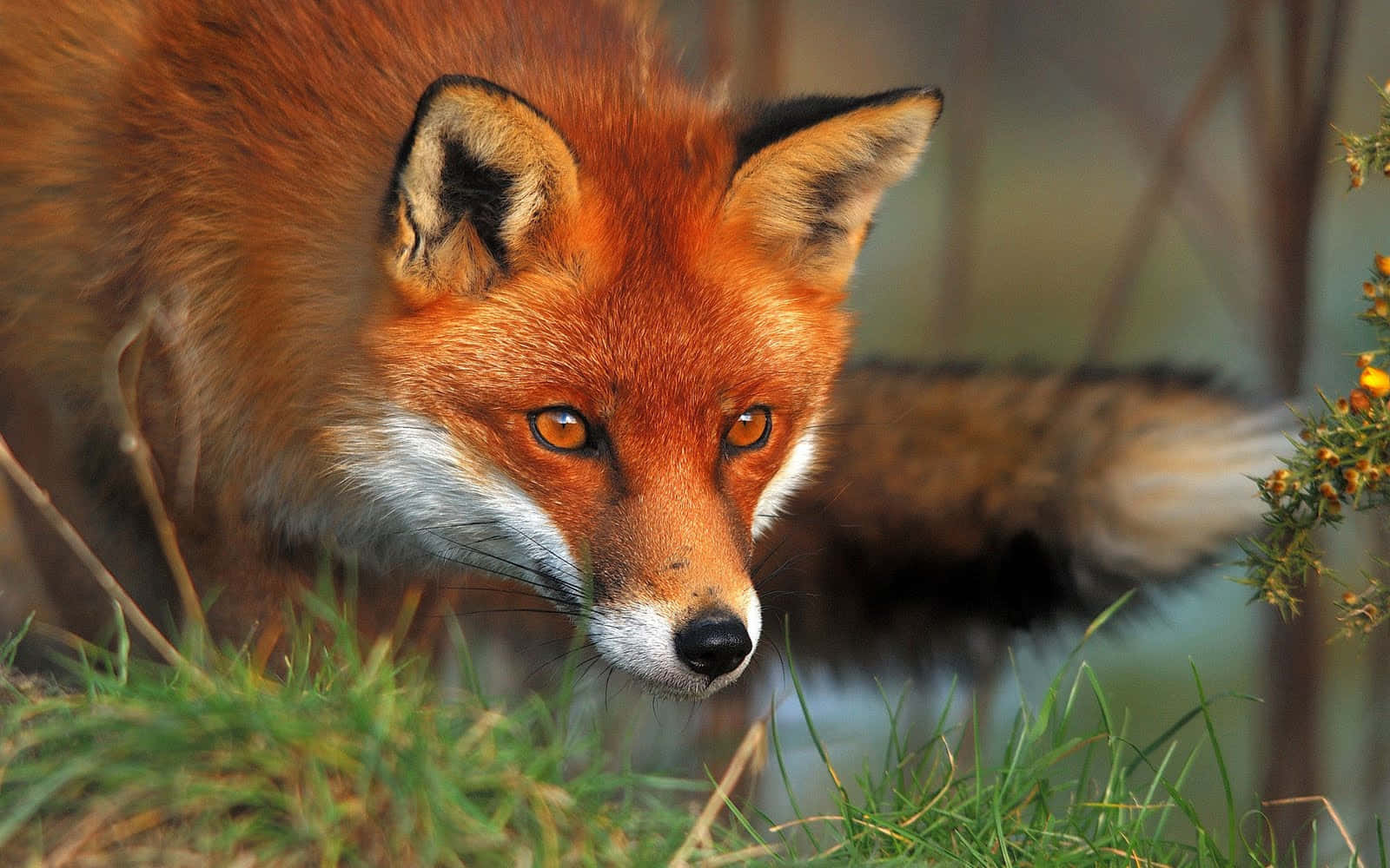 A Beautiful Red Fox