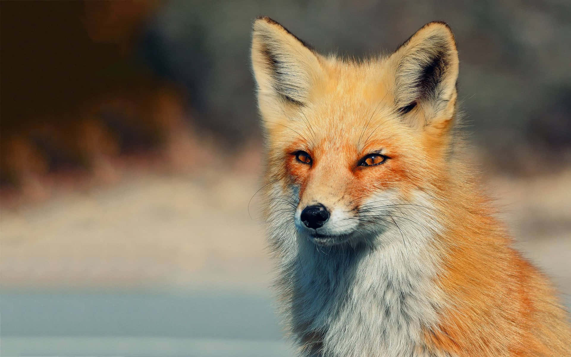 A fluffy red fox enjoying a warm winter day