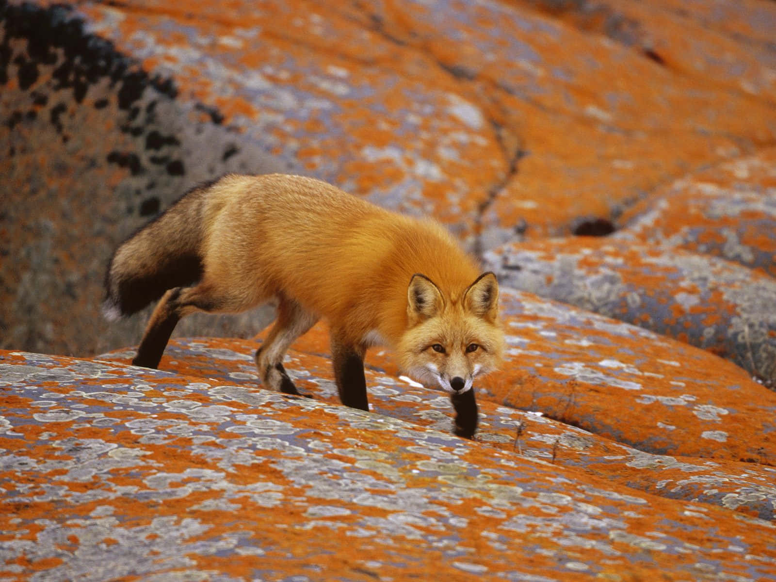 A curious fox explores the autumn foliage