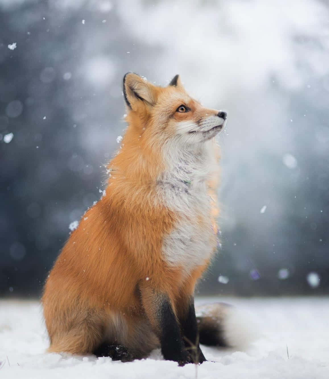 A Fox in the Wild