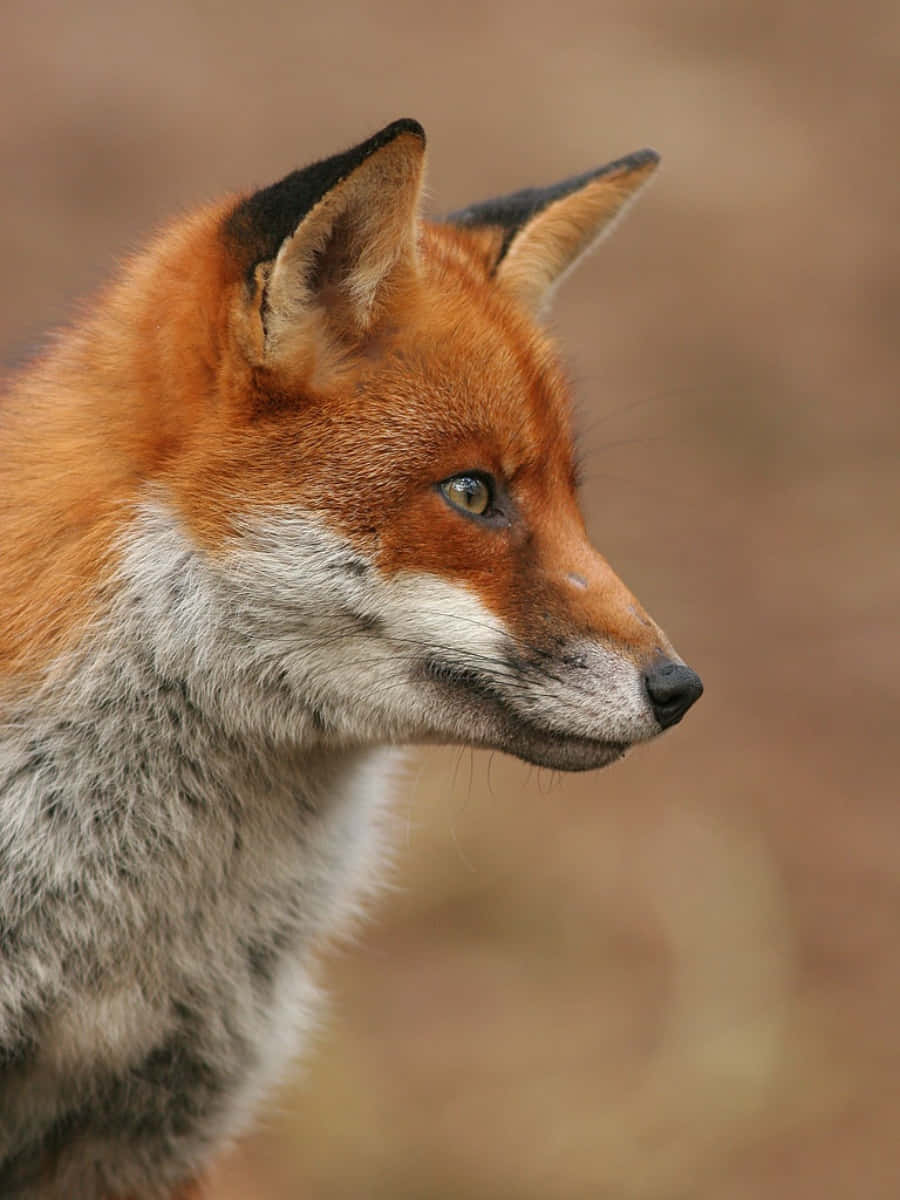 Red Fox in the Forest