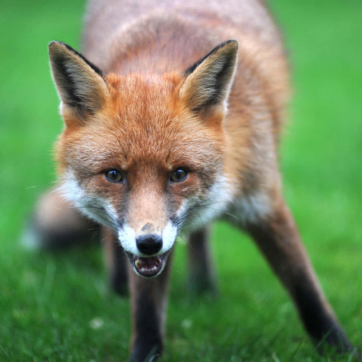 A Friendly Red Fox With Its Ears Perked Up