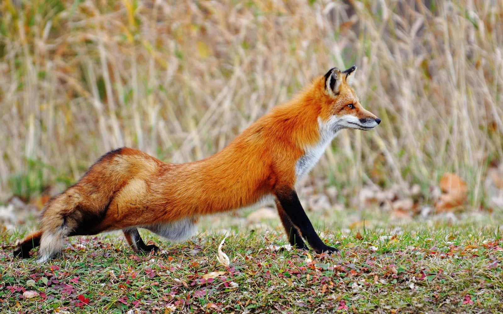 The Seamless Adaptability of a Fox