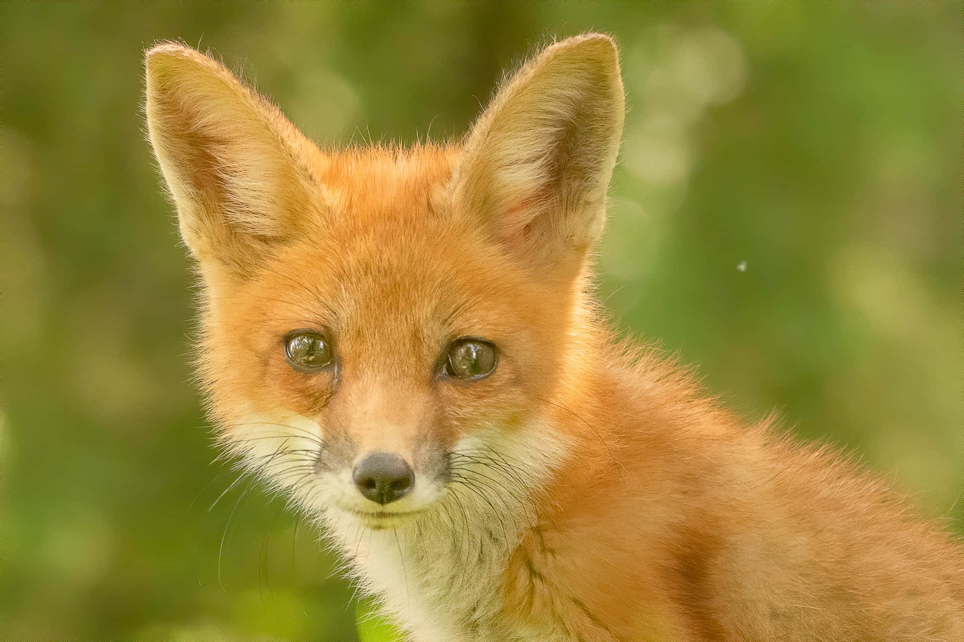 An alert fox looking for prey