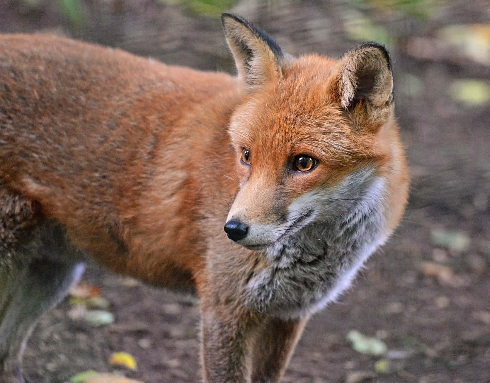 Einniedlicher Und Verschmitzter Roter Fuchs Zwischen Herbstlichen Blättern