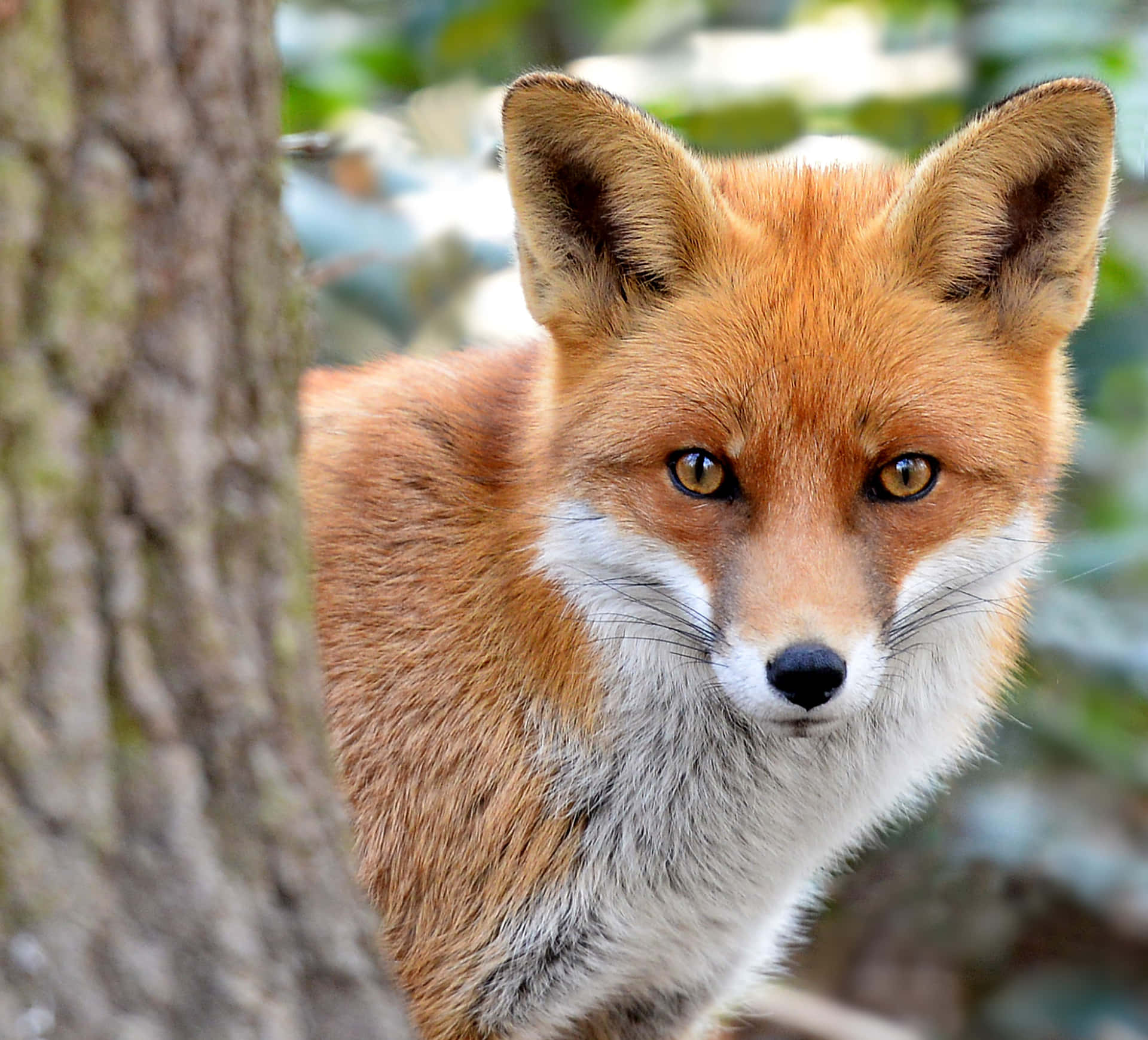 A beautiful Red Fox in the wild