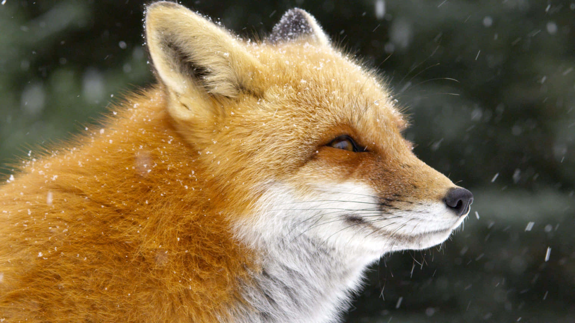 A Red Fox Enjoying a Winter Morning