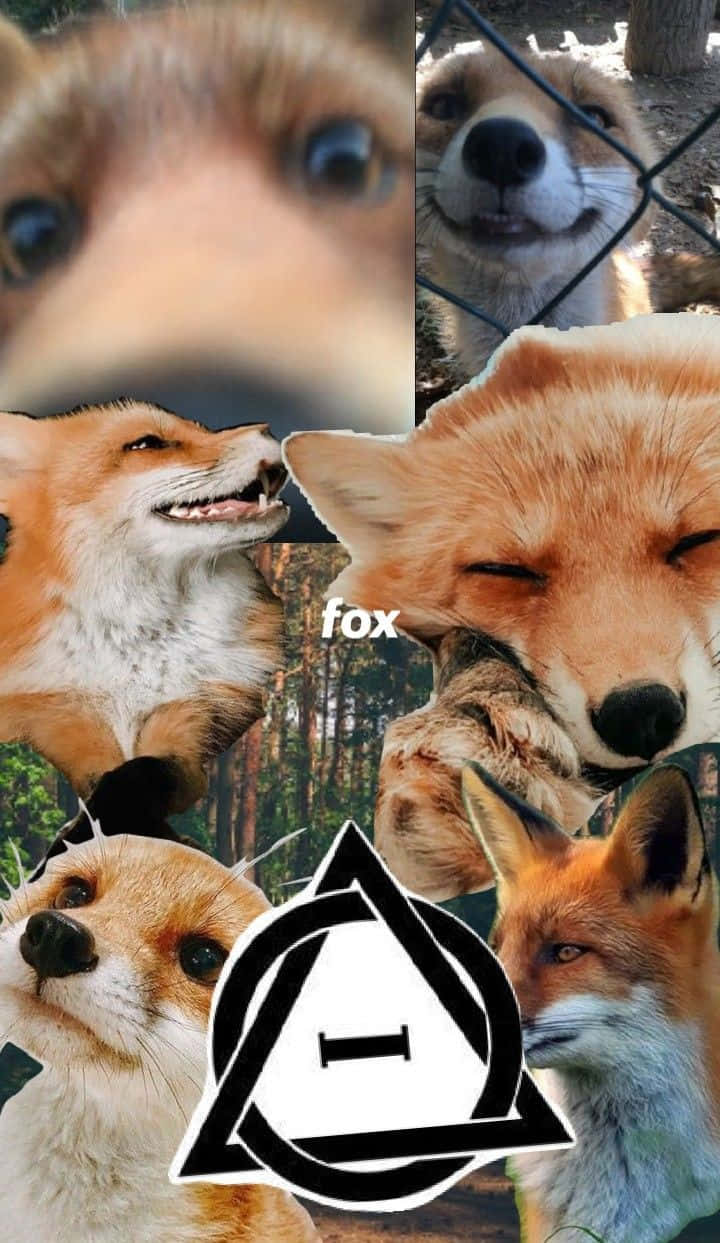 Fox Therian Collage Wallpaper