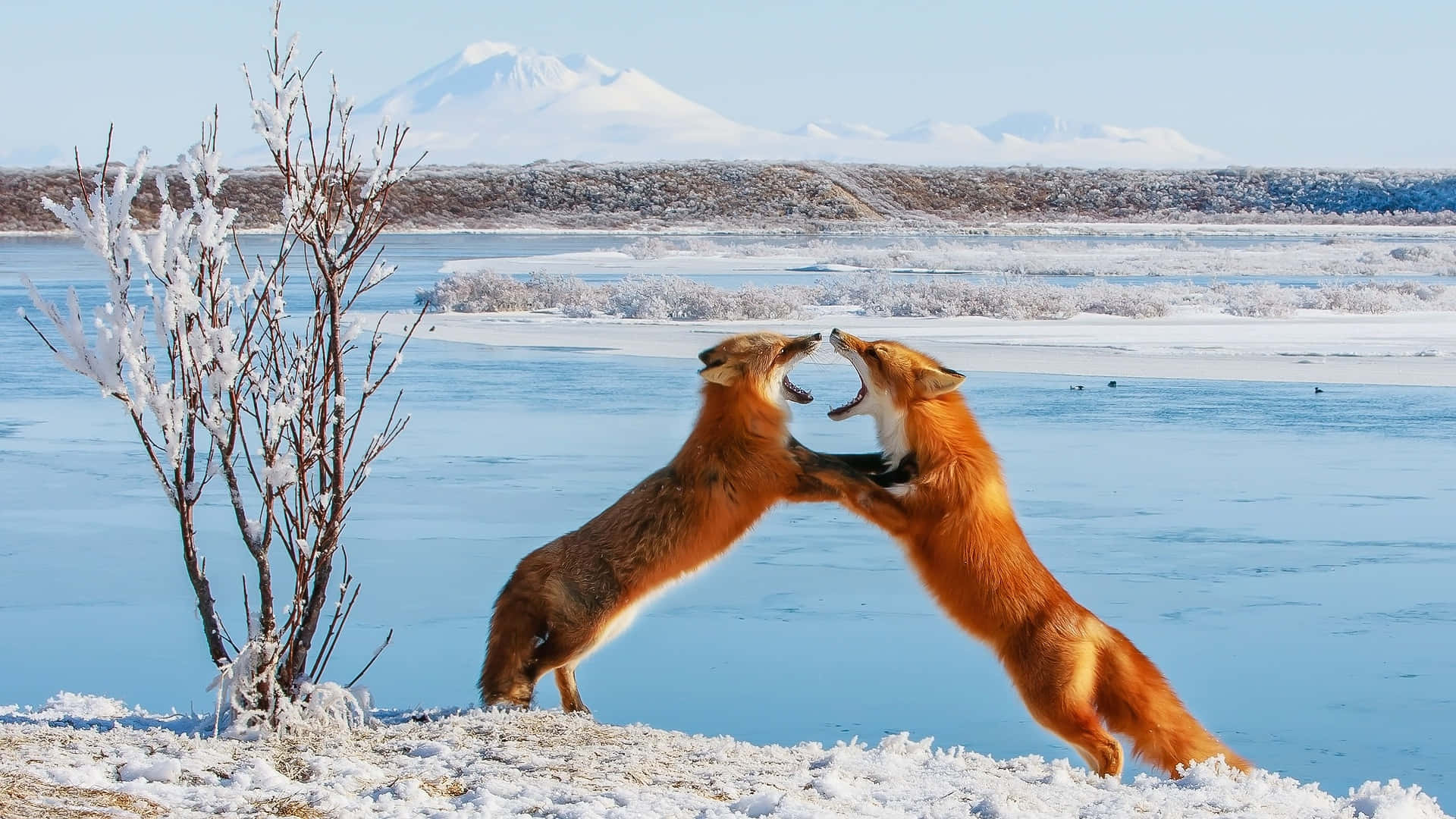 Foxes_ Sparring_in_ Winter_ Landscape.jpg Wallpaper