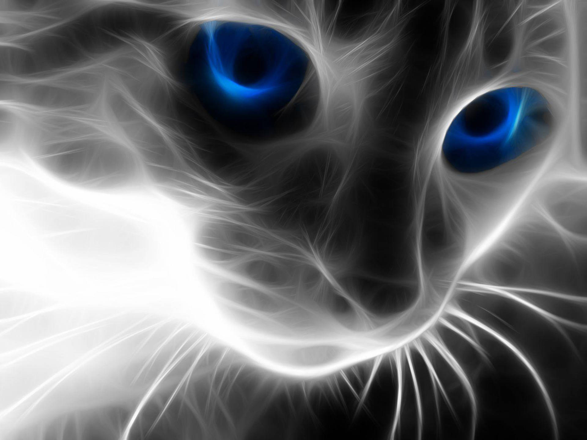 Fractal Cool Cat Blue Eyes Wallpaper