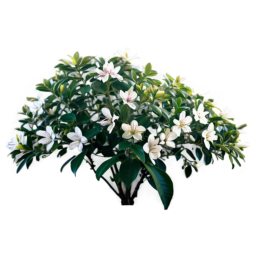 Fragrant Flower Bush Png Ilw49 PNG