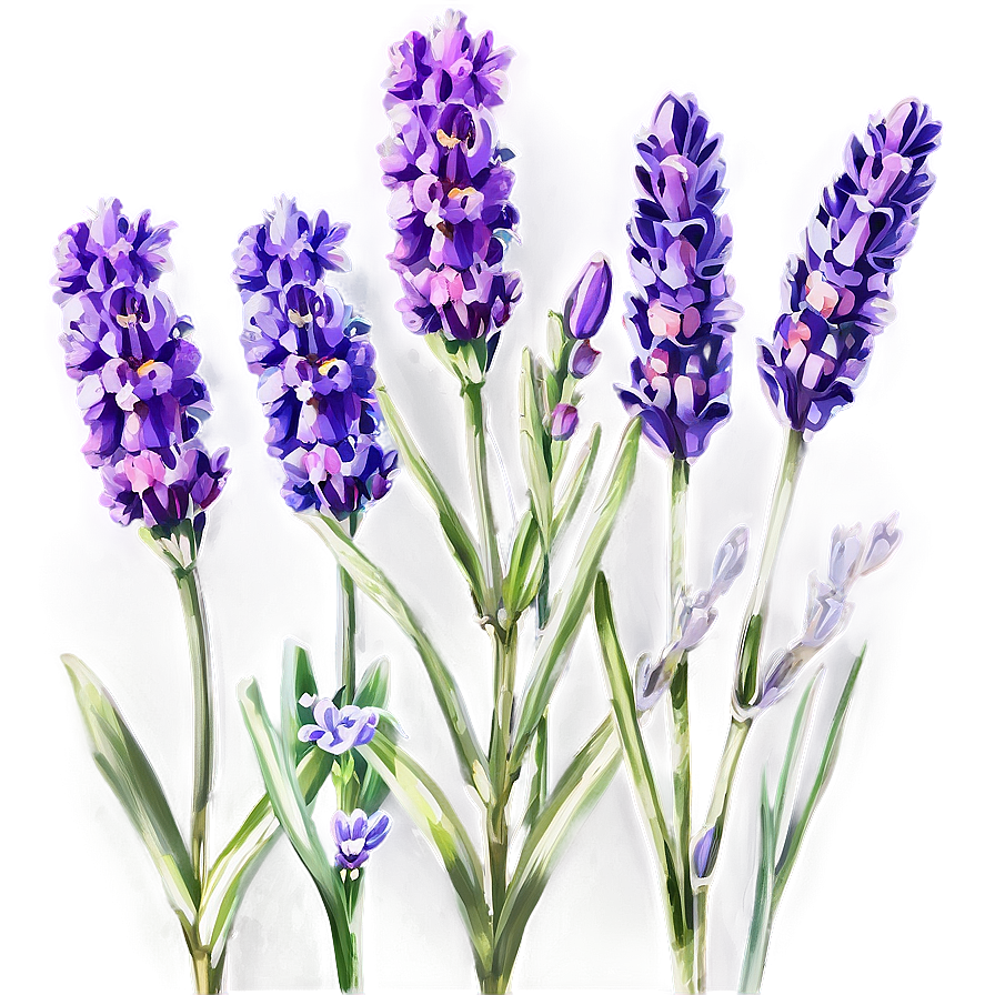 Fragrant Lavender Png 06132024 PNG