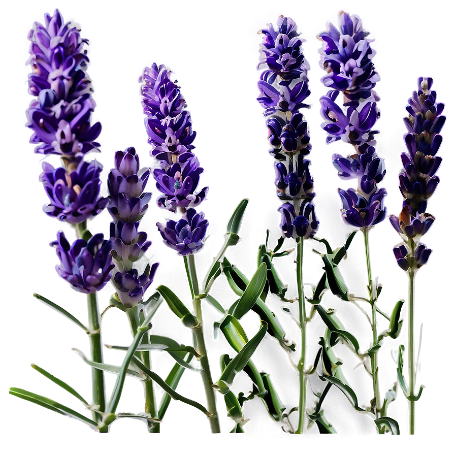 Fragrant Lavender Png Npg PNG