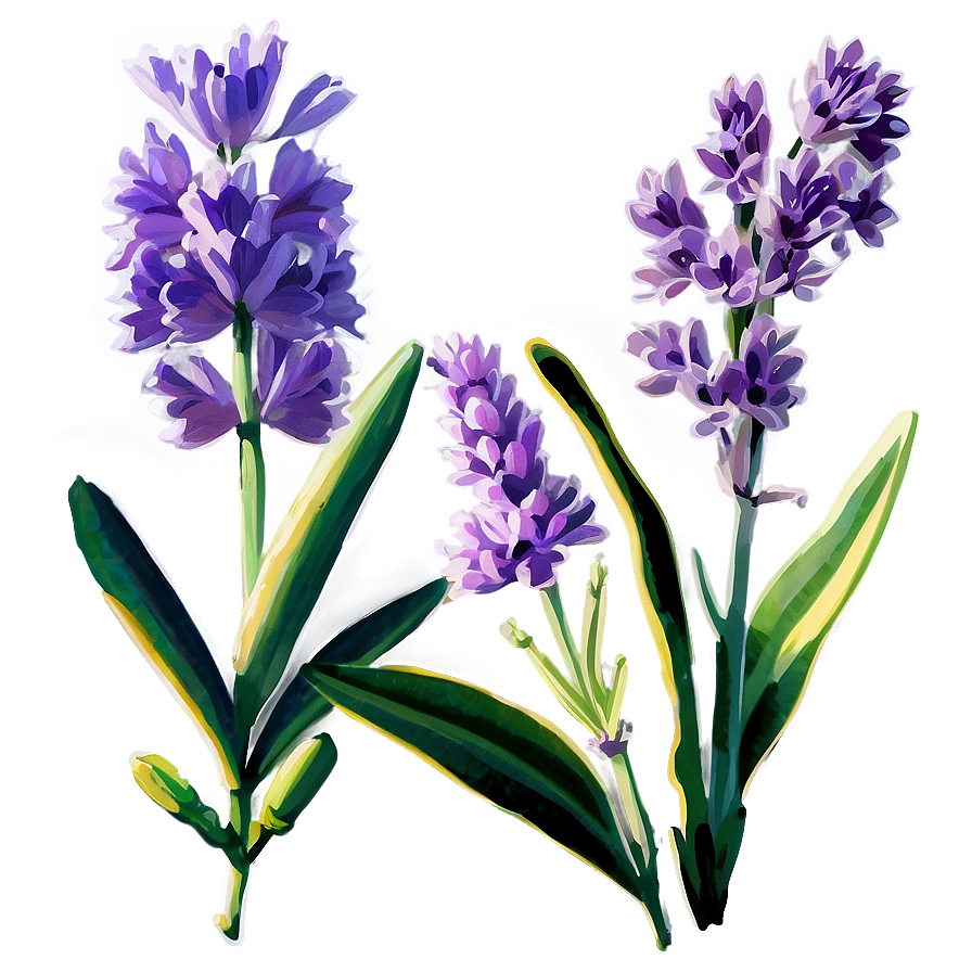 Fragrant Lavender Png Ntx58 PNG