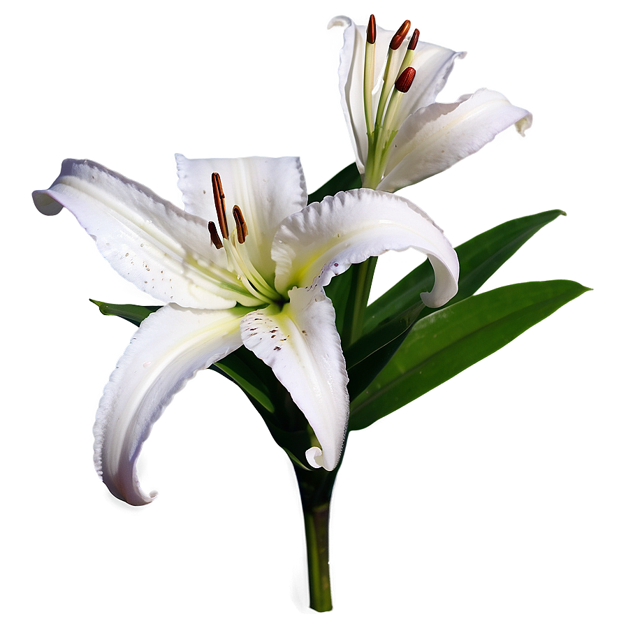 Fragrant Lily Flower Png 06272024 PNG