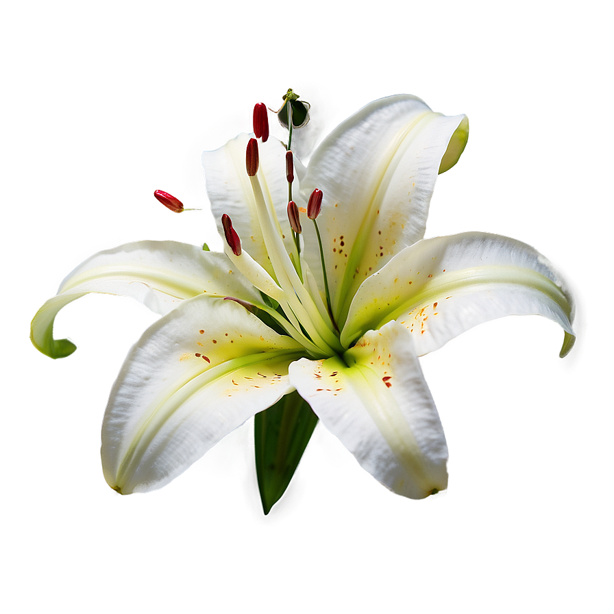 Fragrant Lily Flower Png Vgv53 PNG