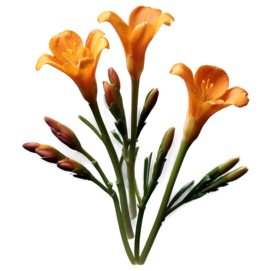 Fragrant Orange Freesia Png 06122024 PNG