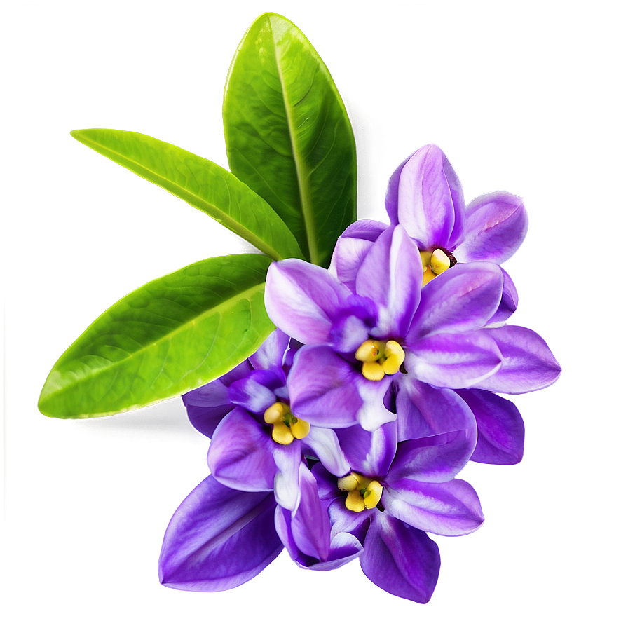 Fragrant Spring Flower Png 06272024 PNG