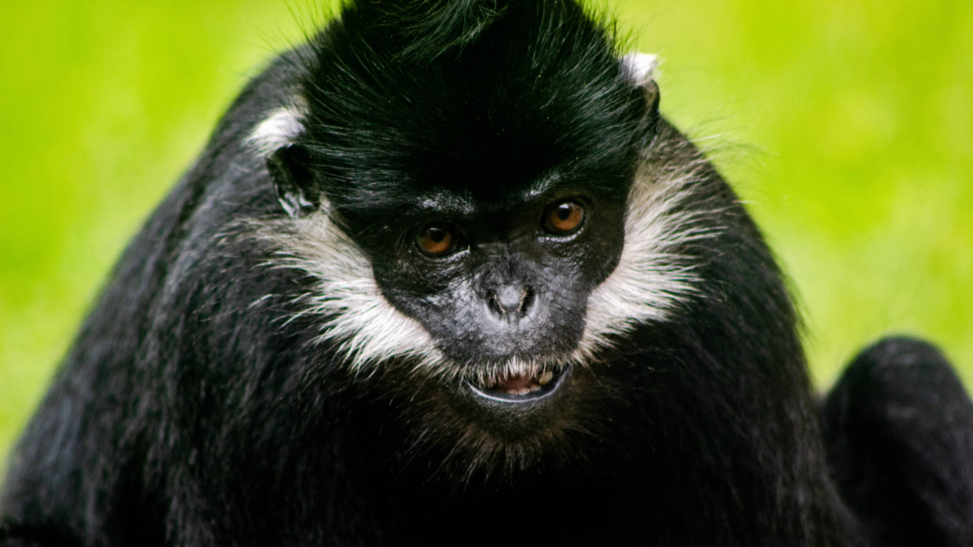 Francois Langur Monkey At Memphis Zoo Wallpaper