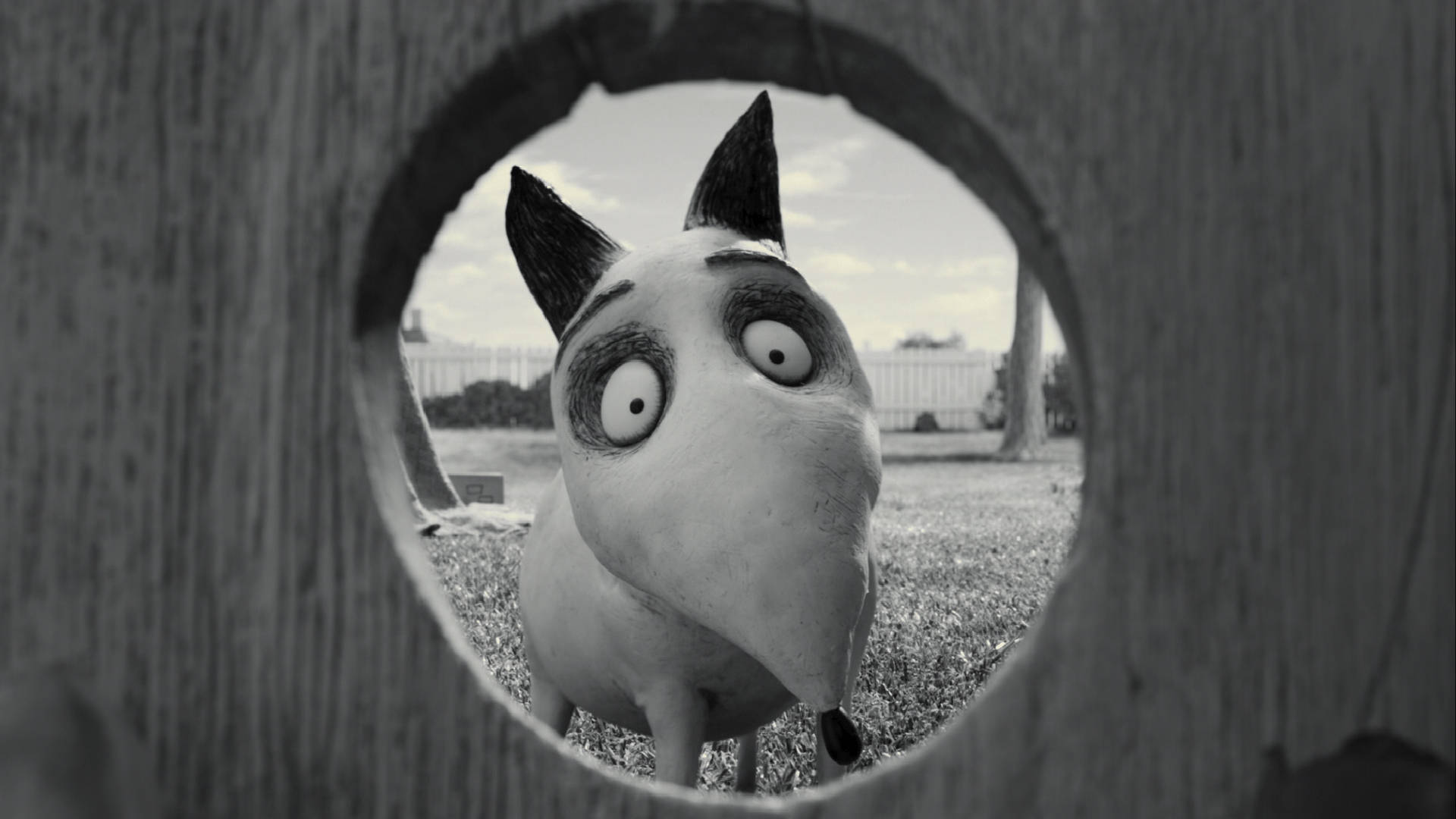 Frankenweenie Sparky Fence Hole Wallpaper