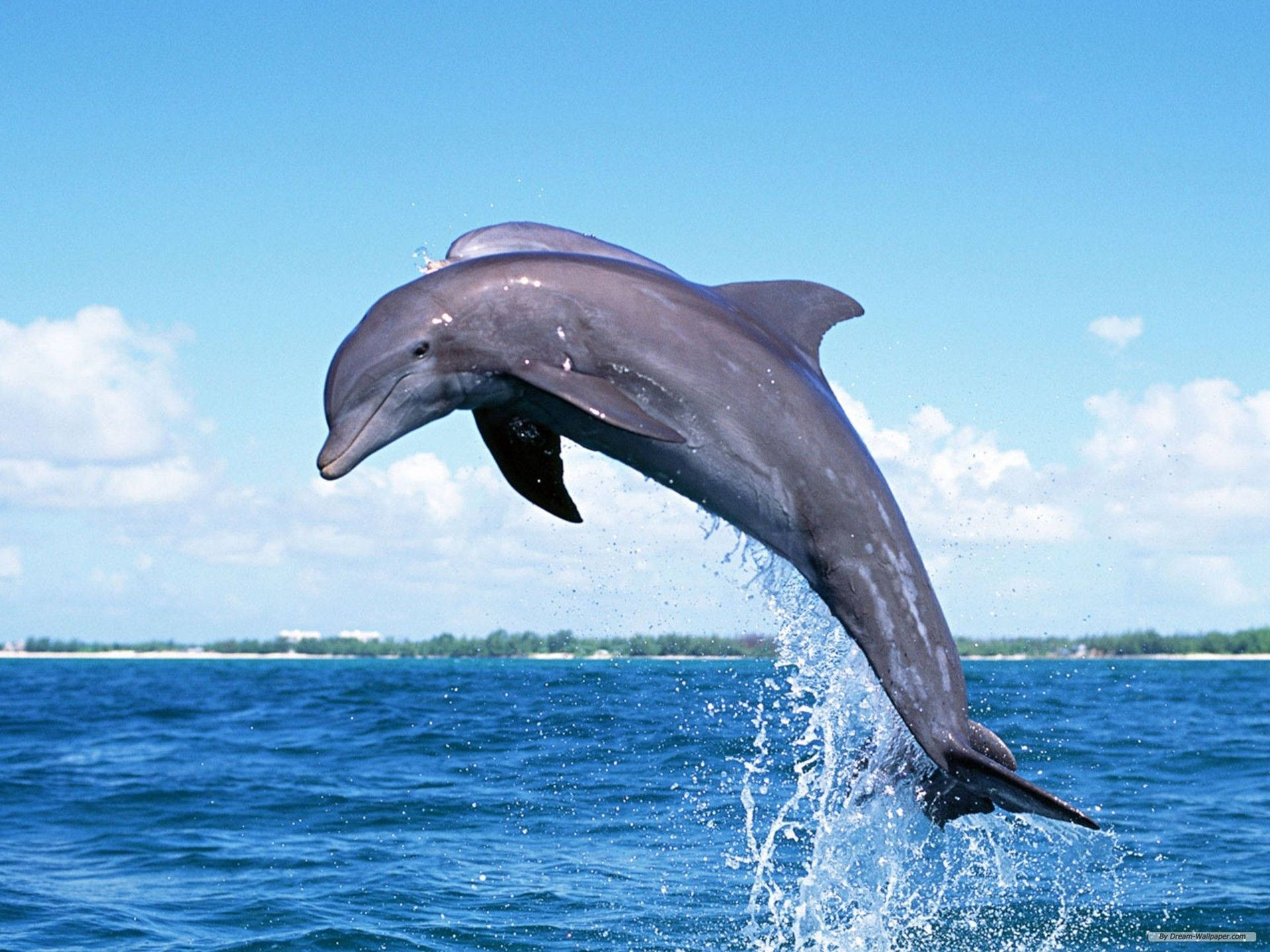 Dolphins jumping in a beautiful ocean Wallpaper