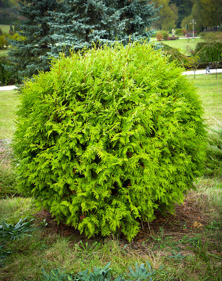 Free Growing Arborvitae Bush In The Yard Background