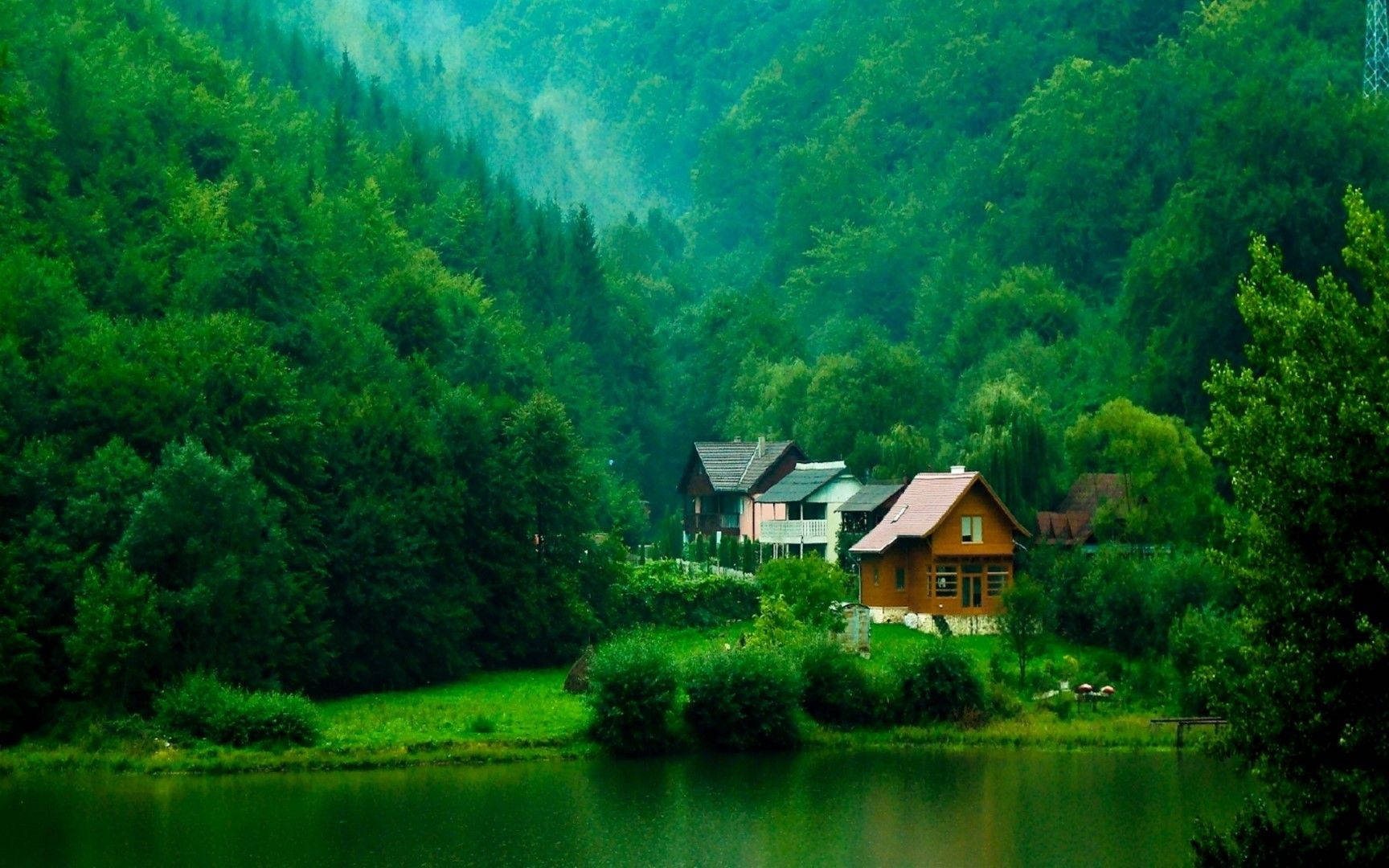 Free Image Forest Home Wallpaper