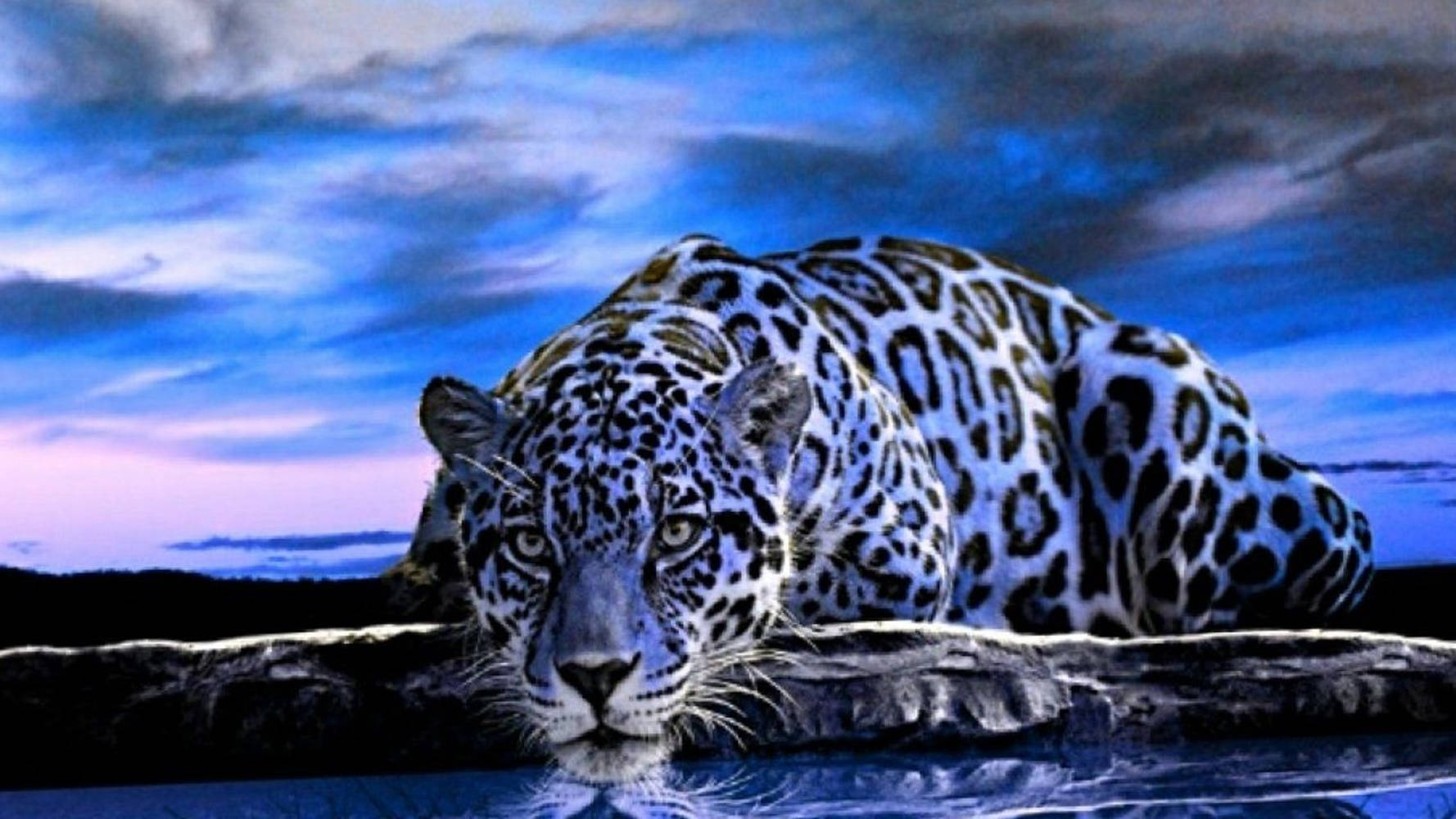 Free Image Jaguar Background