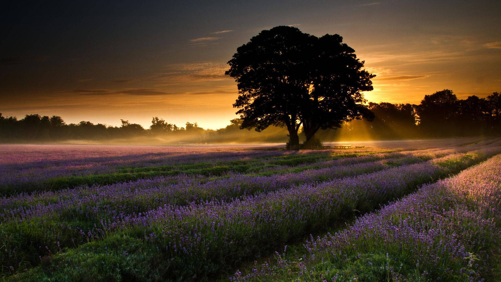 Lavender fields Wallpaper 4K, Purple, Foggy, Landscape, Tree