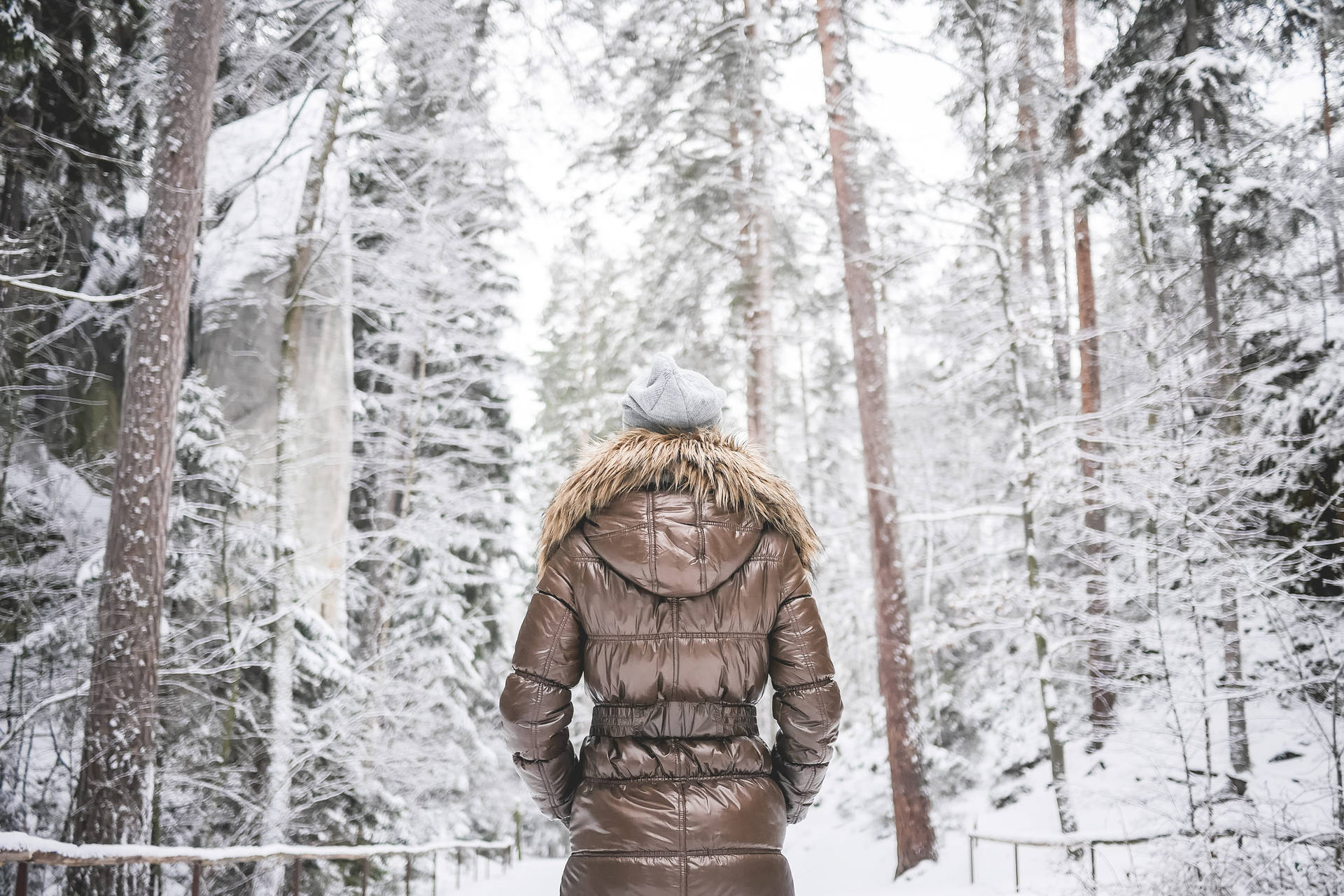 Eisigetemperaturen Im Verschneiten Wald Wallpaper