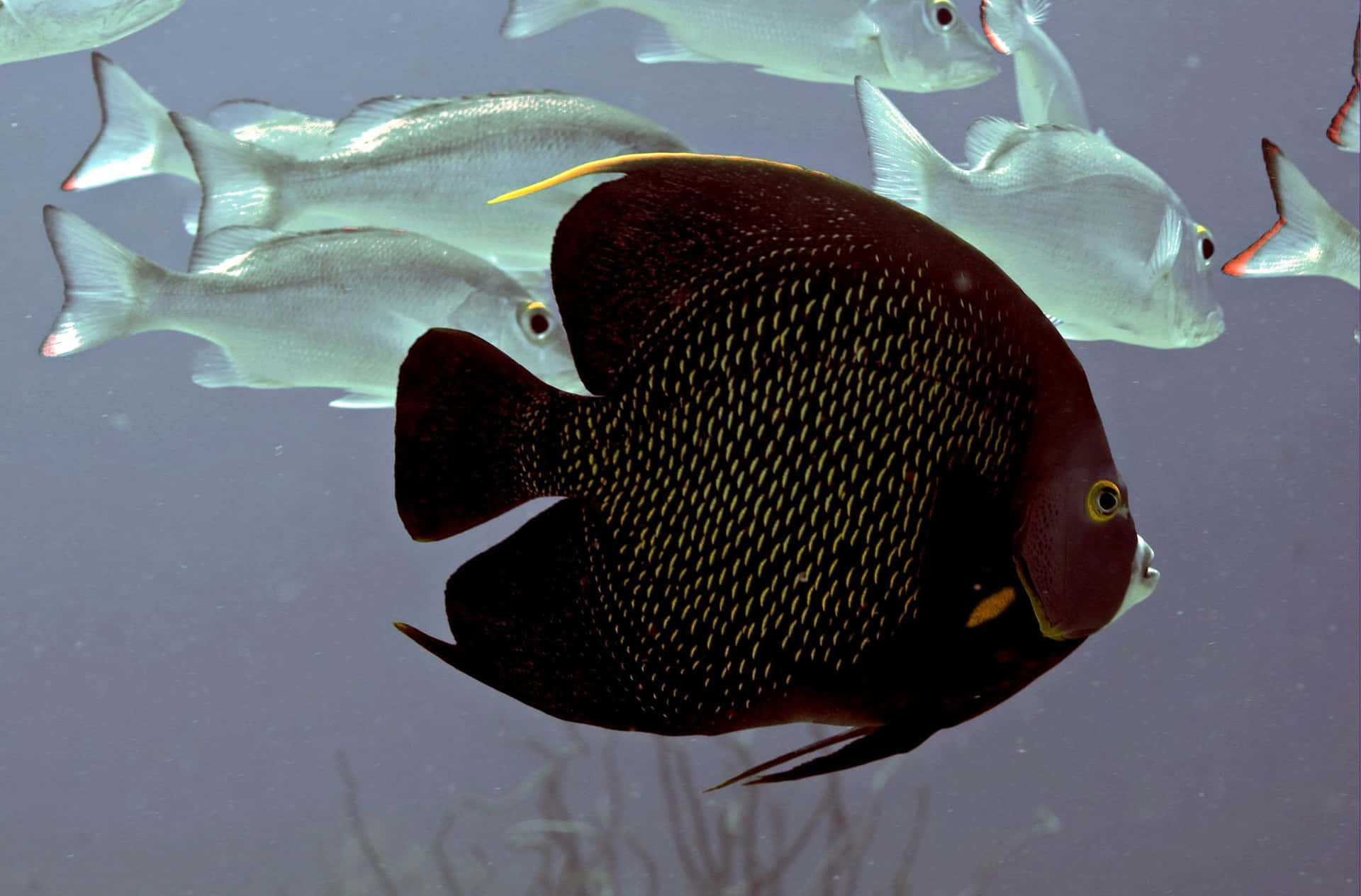 French Angelfish Schooling Fish Underwater Wallpaper